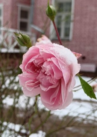 Вот свежие тебе цветы…