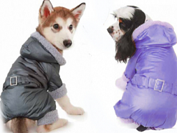 Пошив одежды для собак 