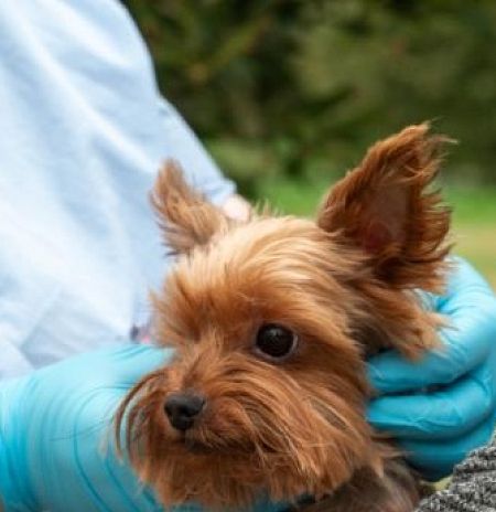 Онлайн-регистрацию домашних животных запустили в Подмосковье