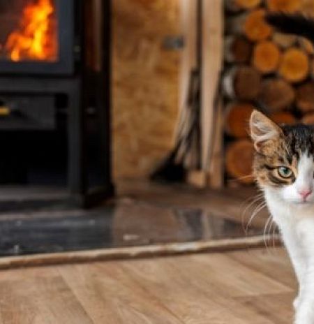 Более 9 тыс. обращений поступило в контакт-центр по вопросам ветеринарии Подмосковья с начала года