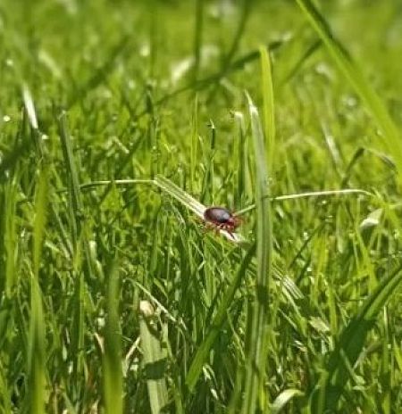 Сезон открыт – первое обращение с укусом клеща в Пушкинской больнице зафиксировано 30 марта