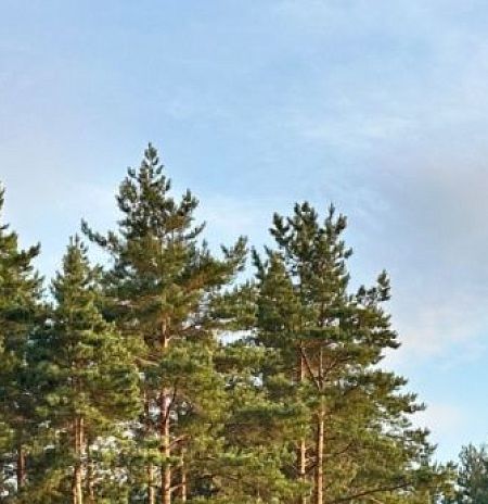 Жителям Подмосковья рассказали, как животные в регионе готовятся к холодам