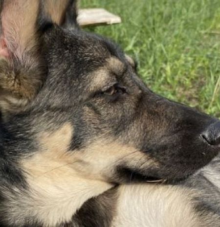 Жителям Подмосковья напомнили о штрафах за отсутствие регистрации домашних животных