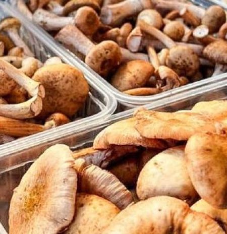 Минэкологии: сезон сбора грибов стартует в Подмосковье